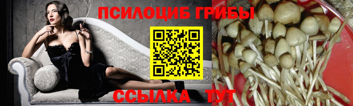 где купить   Вход с VPN  Шатура  Галлюциногенные грибы Psilocybine cubensis  Галлюциногенные грибы Cubensis 